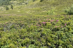 Image-42