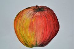 Apfelstudie-Carlotta-Schmoeller-10-b