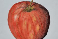 Apfelstudie-Linus-Kieninger-1ob