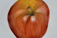 Apfelstudie-Rebekka-Bachl-10b