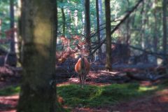 IMG_0015